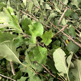 Apple Tree Branches w Leaves 300g + 50g FREE
