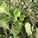 Apple Tree Branches w Leaves 200g