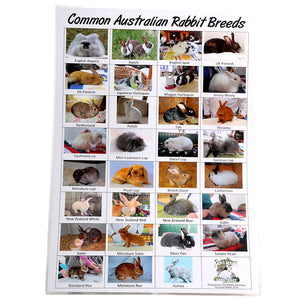 Laminated Rabbit Breed Poster